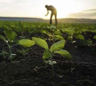 A farmer works in the field of young crops with the sun on the horizon